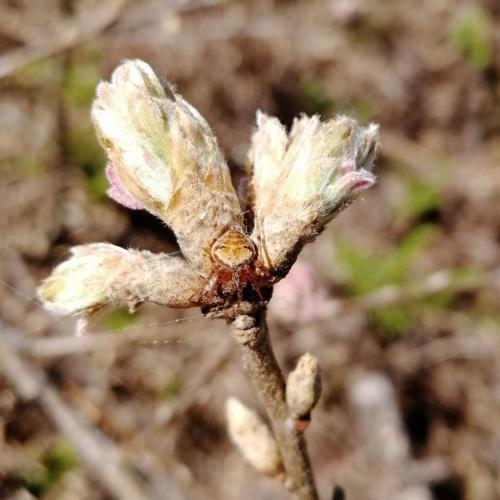 Réf. 229 616 : Araneus sp.